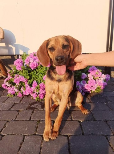 bigi-wesoly-skory-do-zabaw-i-mlodziutki-beagle-mix-121031-warszawa.jpg