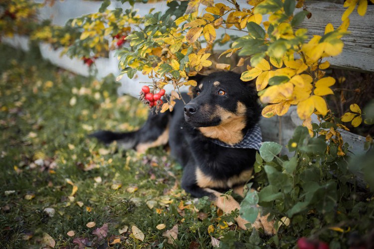 porto-piekny-pies-kelpieon-mix-do-adopcji-124021-warszawa-do-sprzedania.jpg