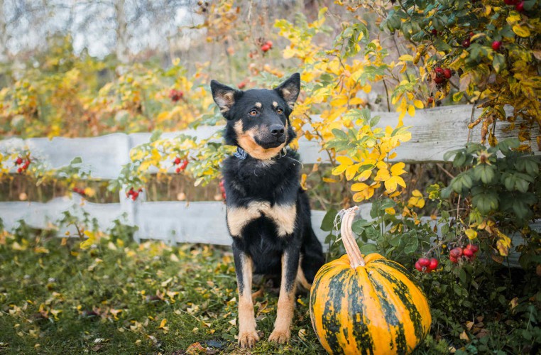 porto-piekny-pies-kelpieon-mix-do-adopcji-124021-warszawa-foto.jpg