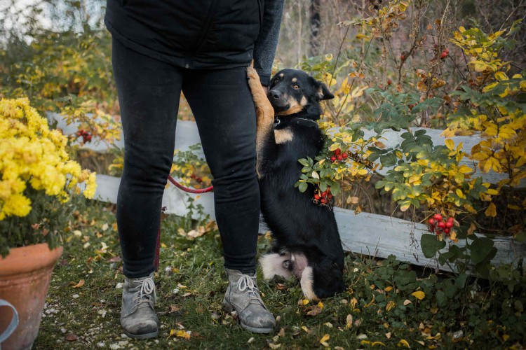 porto-piekny-pies-kelpieon-mix-do-adopcji-124021-warszawa-na-sprzedaz.jpg