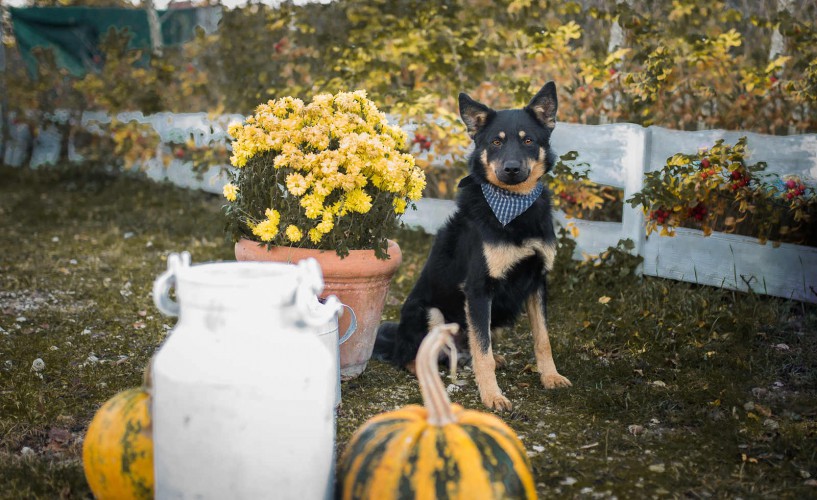 porto-piekny-pies-kelpieon-mix-do-adopcji-124021-warszawa.jpg