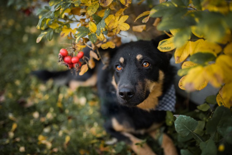 porto-piekny-pies-kelpieon-mix-do-adopcji-124021-zdjecia.jpg