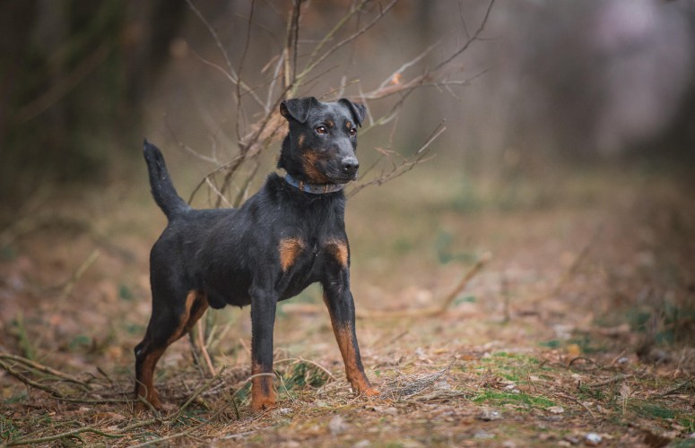 fado-terrier-z-krwi-i-kosci-szuka-aktywnego-domu-125507-psy.jpg