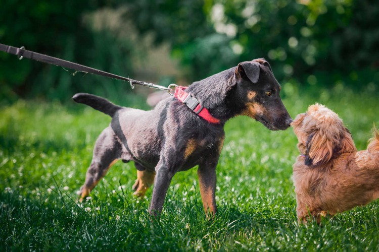 fado-terrier-z-krwi-i-kosci-szuka-aktywnego-domu-125507-sprzedam.jpg