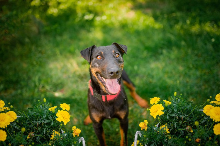 fado-terrier-z-krwi-i-kosci-szuka-aktywnego-domu-125507-warszawa-foto.jpg