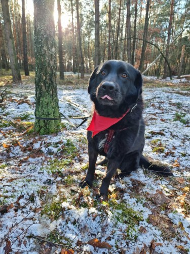 kochany-rodzinny-frodo-labrador-mix-adopcja-126240-warszawa.jpg