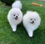 Szpic Miniatirowy Pomeranians