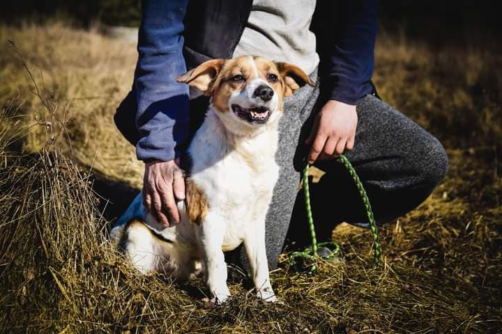 beni-wesoly-i-pelen-energii-beagle-mix-128372-warszawa-foto.jpg