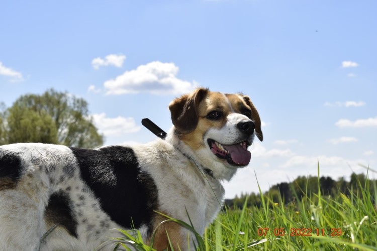 beni-wesoly-i-pelen-energii-beagle-mix-128372-warszawa-na-sprzedaz.jpg