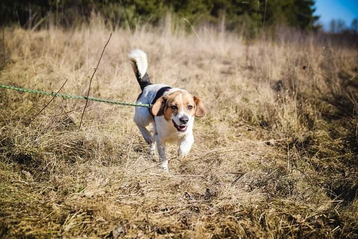 beni-wesoly-i-pelen-energii-beagle-mix-128372-warszawa.jpg