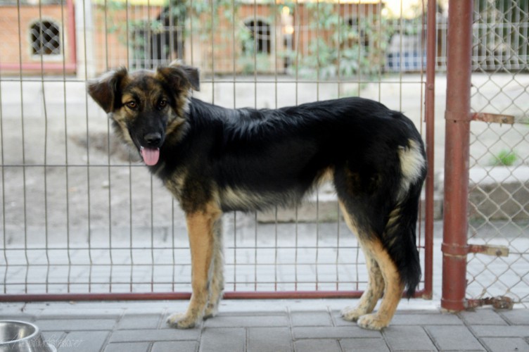 piekna-lexi-niekonfliktowa-mloda-sunia-do-adopcji-128438-warszawa.jpg