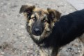 Piękna Lexi - niekonfliktowa, młoda sunia do adopcji!