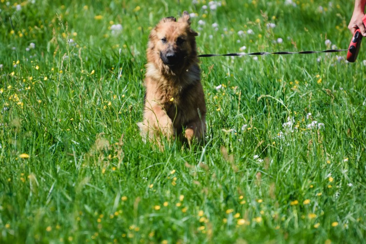 saba-piekna-mloda-suka-owczarka-do-adopcji-128464-warszawa-foto.jpg