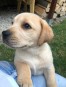 Labrador Retriever FCI/ZKwP