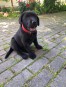 Labrador Retriever FCI/ZKwP