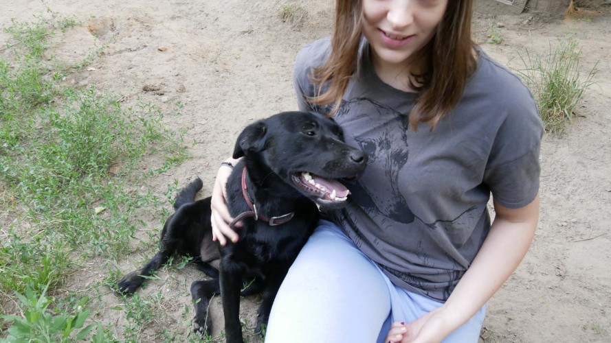 aria-roczna-lagodna-sunia-labrador-mix-szuka-aktywnego-domu-129602-warszawa.jpg