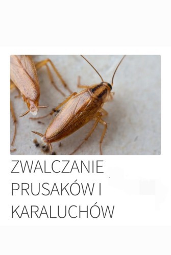 skuteczne-zwalczanie-pluskiew-i-prusakow-129920-warszawa.jpg