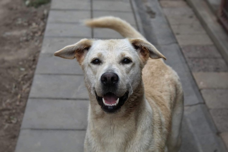 sniezka-mloda-wesola-labrador-mix-do-pokochania-131370-psy.jpg