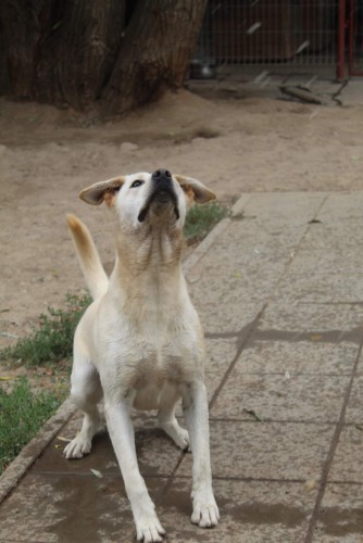 sniezka-mloda-wesola-labrador-mix-do-pokochania-131370-warszawa-foto.jpg