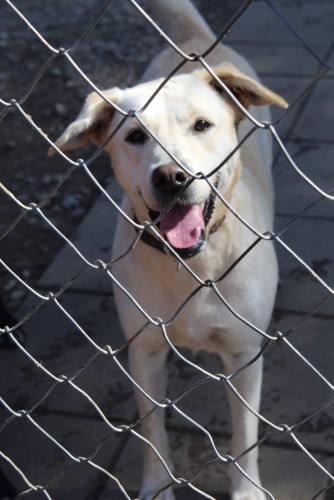 sniezka-mloda-wesola-labrador-mix-do-pokochania-131370-warszawa.jpg