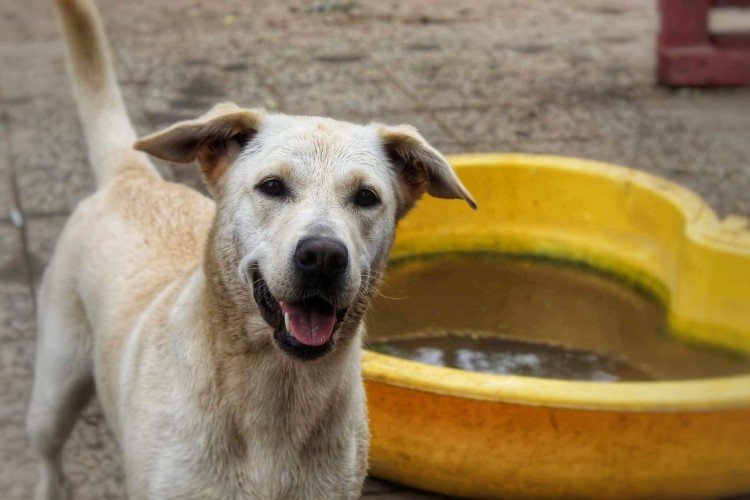 sniezka-mloda-wesola-labrador-mix-do-pokochania-131370-zdjecia.jpg