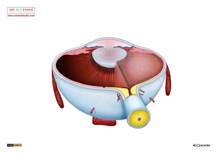 ilustracje-medyczne-anatomiczne-naukowe-ryciny-medyczne-132041-warszawa-foto.jpg