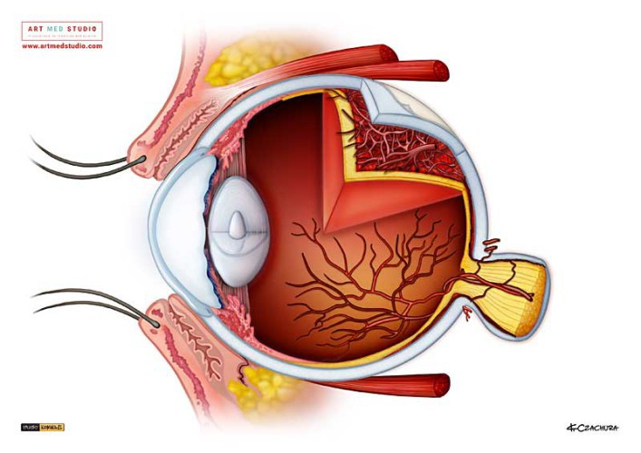 ilustracje-medyczne-anatomiczne-naukowe-ryciny-medyczne-132041-warszawa.jpg