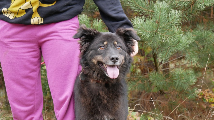 kora-w-typie-duzego-misia-poleca-sie-do-adopcji-132077-warszawa-foto.jpg