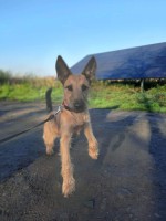 6 miesięczna Flauszi - żywe sreberko szuka kochającego domu!