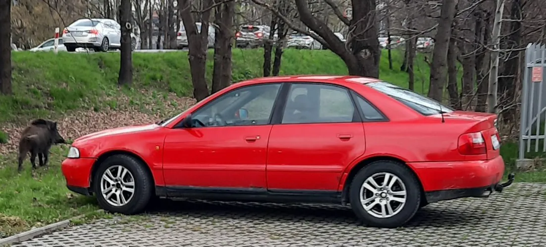 Audi A4 warte zakupu