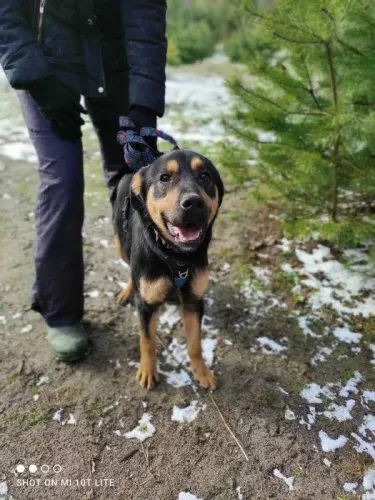 rotti-zakochany-w-czlowieku-slodki-psiak-adopcja-134982-warszawa-foto.jpg