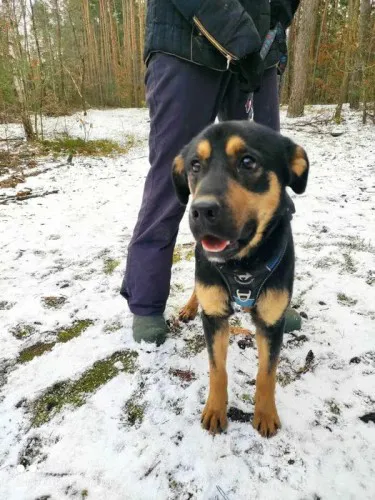 Rotti - zakochany w człowieku, słodki psiak ADOPCJA