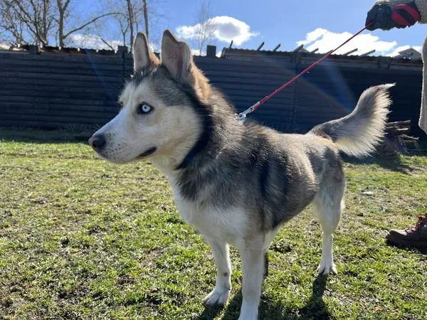 mlodziutki-niebieskooki-karmel-husky-mix-134991-warszawa.jpg