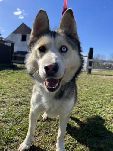 Młodziutki, niebieskooki Karmel HUSKY mix