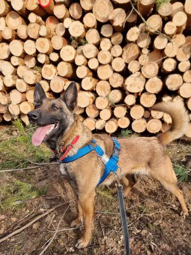 cobra-cudowna-zapatrzona-w-czlowieka-suka-malinois-adopcja-135029-psy.jpg