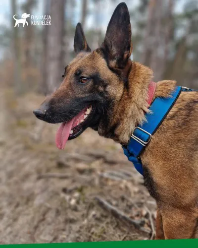 cobra-cudowna-zapatrzona-w-czlowieka-suka-malinois-adopcja-135029-sprzedam.jpg