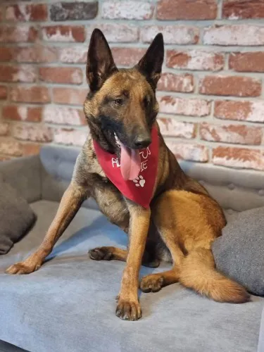 cobra-cudowna-zapatrzona-w-czlowieka-suka-malinois-adopcja-135029-warszawa-foto.jpg