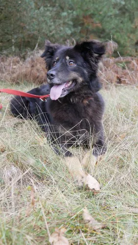 kora-w-typie-duzego-misia-poleca-sie-do-adopcji-135295-warszawa-foto.jpg