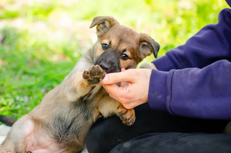 12 tygodniowa Dizzy, wesoła sunia adopcja