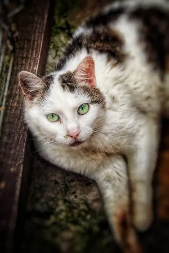 Młoda, spokojna kotka Markiza o zielonym spojrzeniu!