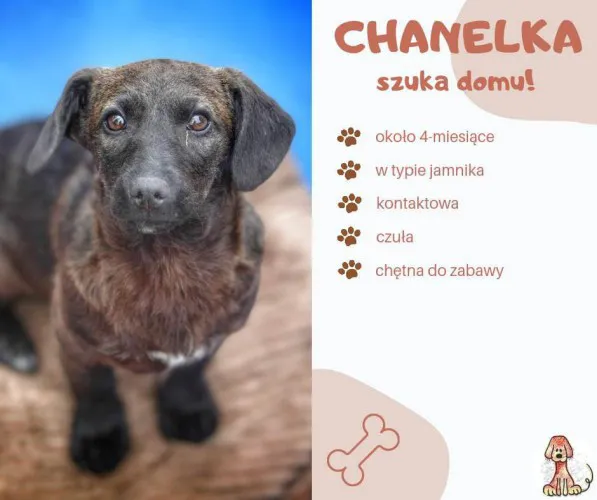 Chanelka, 3 miesięczna, wesoła, przyjazna sunia SZCZENIAK