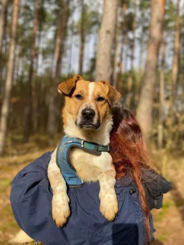 Szukasz psiaka, który rozweseli każdy dzień? Adoptuj Chestera!