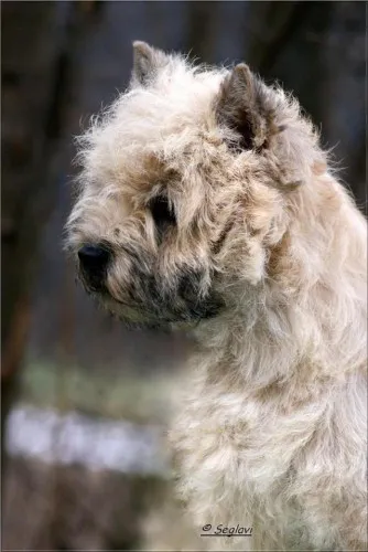 Cairn Terrier - rodowodowe (ZKwP/FCI) szczenięta po Championach