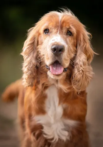 Spaniś - piękny, grzeczny SPANIEL do pokochania!