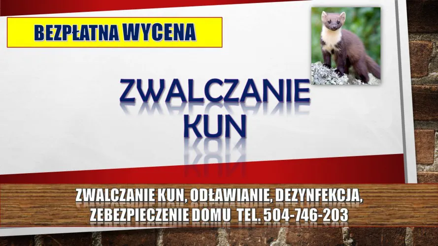 Pastuch na kuny, cena tel. 504-746-203. Kuna, Odławianie, odstraszanie.