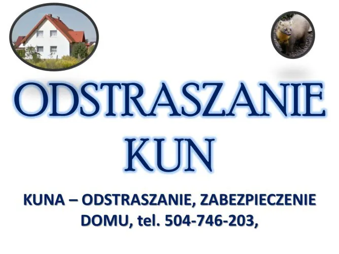 4_skuteczne_zabezpieczenie_domu_przed_kunami.webp