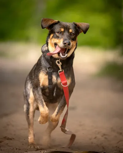 Hacziko - młody, niekonfliktowy wesołek do adopcji!