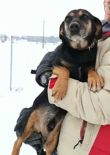 bruno-wesoly-przyjazny-jamnik-mix-do-adopcji-140634-warszawa.webp