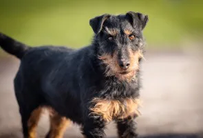 Młoda Lusia, wesoła terrierka do pokochania!