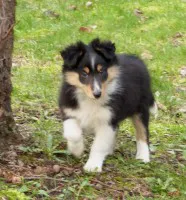 owczarek szetlandzki sheltie